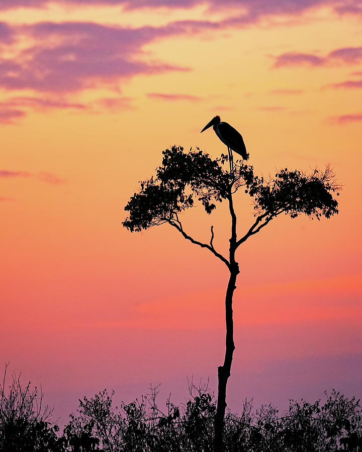 Stork Photograph - Stork on Acacia Tree in Africa at Sunrise by Good Focused