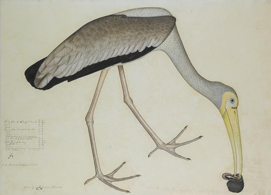 Stork Painting by Shaykh Zayn al-Din