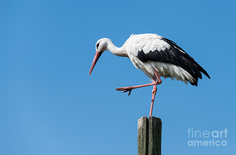 Stork Standing On Wooden Pole Photograph