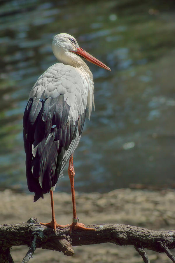 Stork - Wading Bird Photograph by Nikolyn McDonald