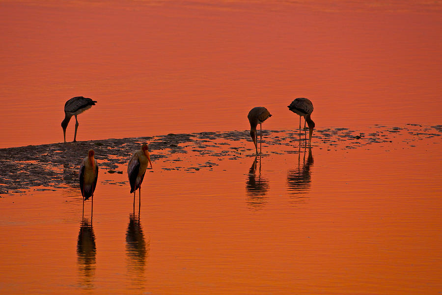Storks at sunset Photograph by Johan Elzenga