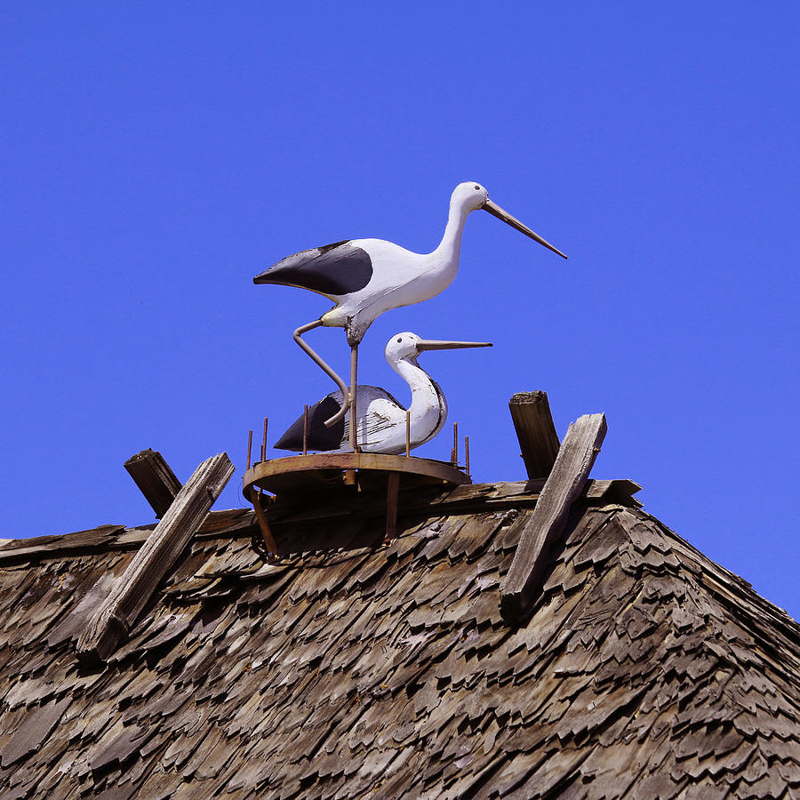 Storks in Solvang Photograph by Art Block Collections