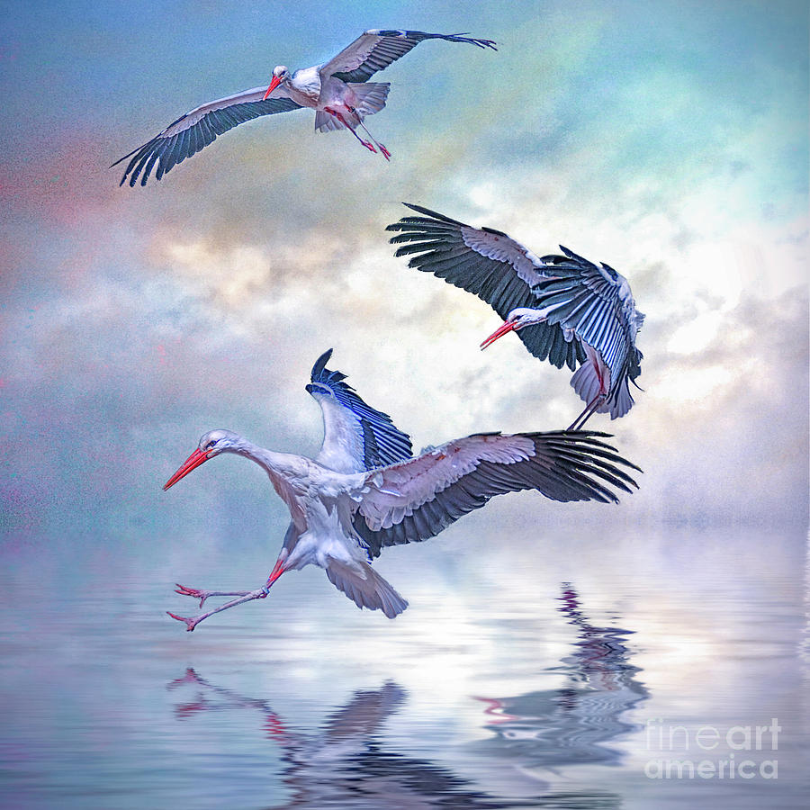 Storks Landing Photograph by Brian Tarr