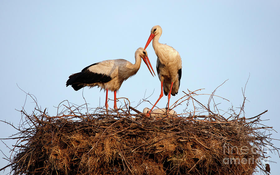 Storks nesting Photograph by Ragnar Lothbrok