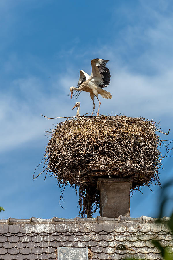Stork Photograph - Storks nesting in Munster by W Chris Fooshee