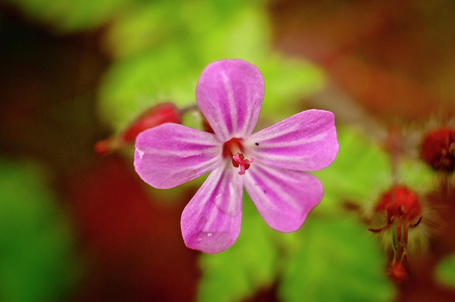 Storksbill for good luck. Photograph by Elena Perelman