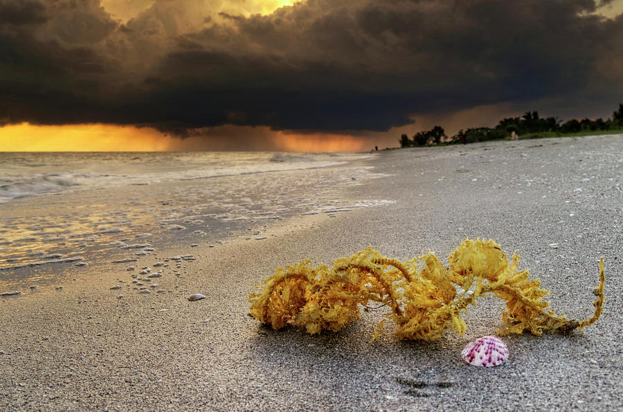 Storm And Sea Shell On Sanibel Photograph by Greg and Chrystal Mimbs