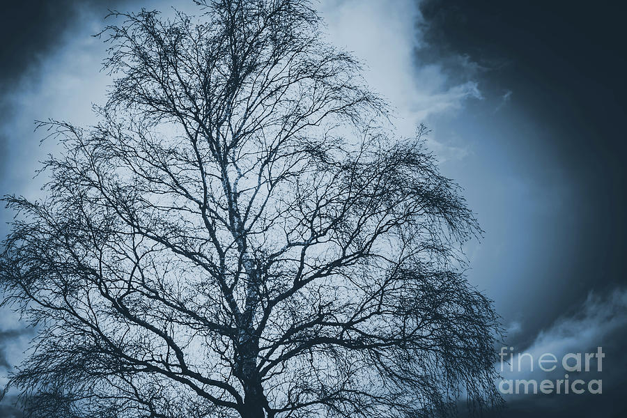 Nature Photograph - Storm clouds and eerie spidery tree by Jorgo Photography