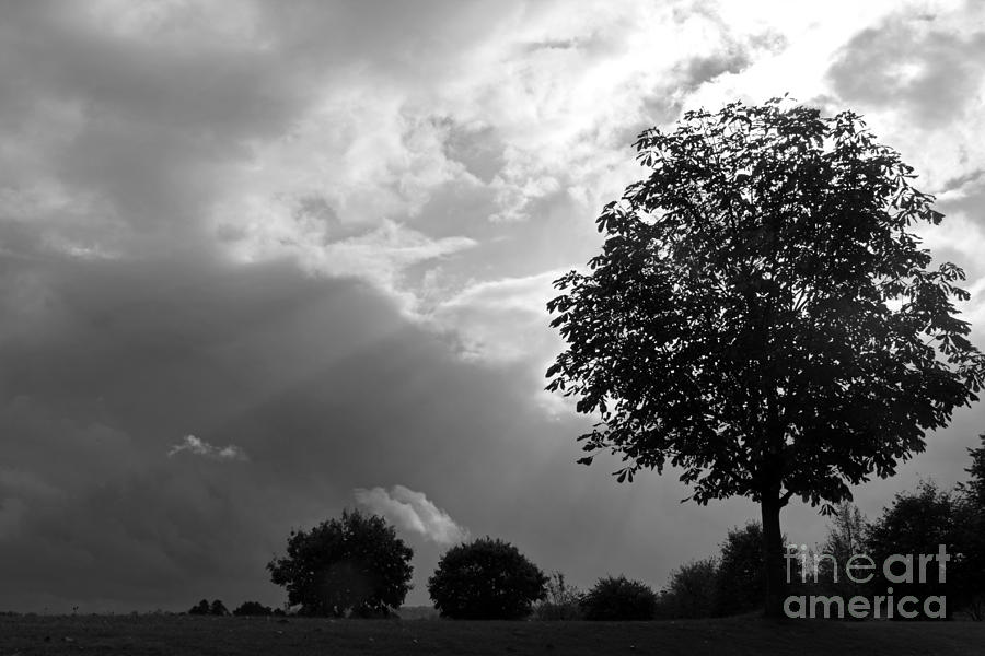 Storm Clouds and Tree Photograph by Julia Gavin
