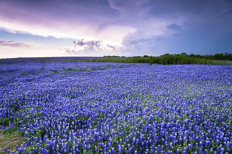 Storm Is Coming In Wildflower Field - Bluebonnet Photograph By Ellie 