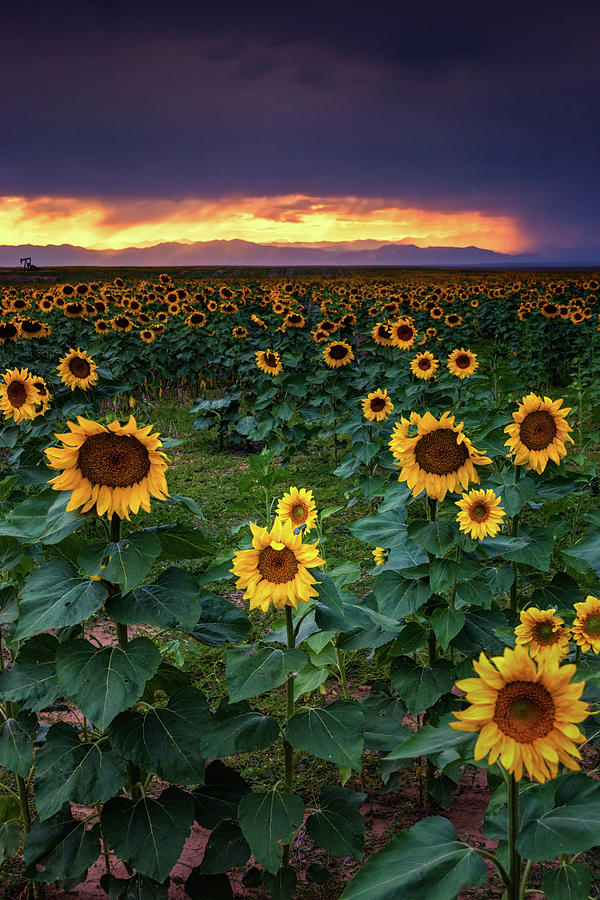 Storm Light and Sunflowers Photograph by John De Bord