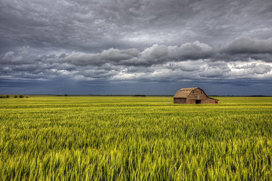 Nature Photograph - Storm Over Kansas Wheat by Douglas Berry