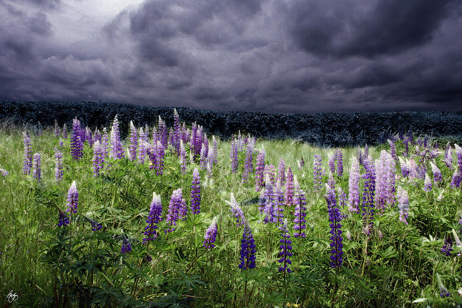 Storm Over Lupine Photograph by Wayne King