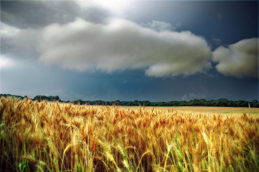 Storm Over Ripening Wheat Photograph by Eric Benjamin