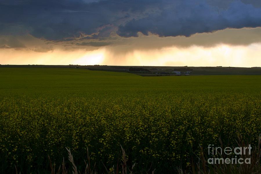 Storm Photograph - Storm over the canola fields by Mario Brenes Simon