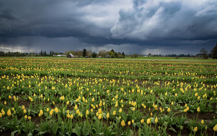 Storm over Tulips Photograph by Jean Noren