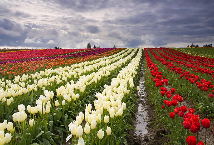 Tulip Photograph - Storm over Tulips by Michael Dawson