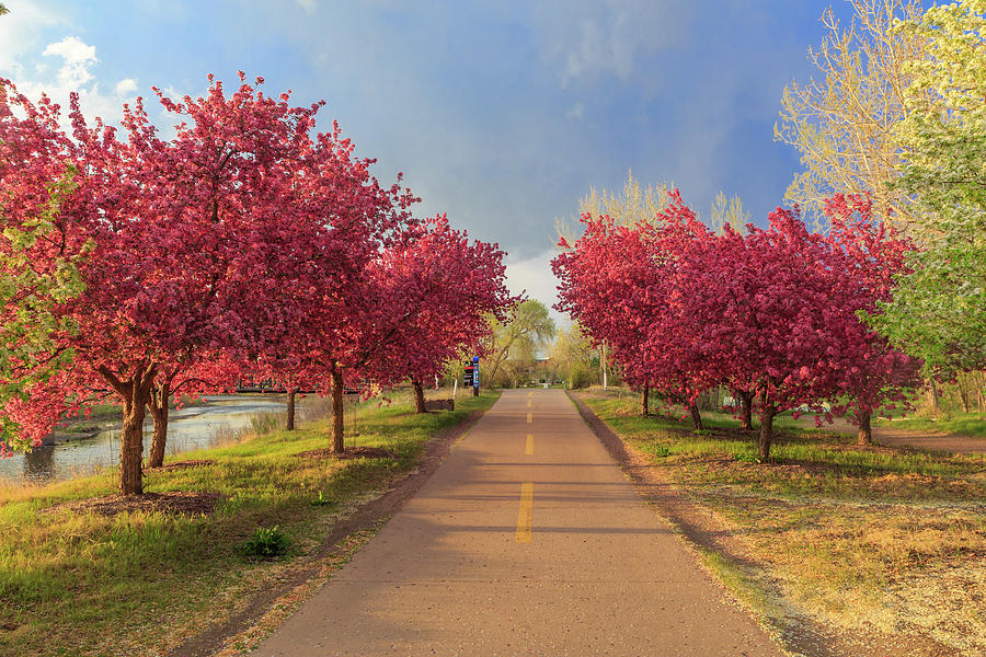 Storm Passes Over Blossoming Crab Apple Trees On A Bike Path In Photograph