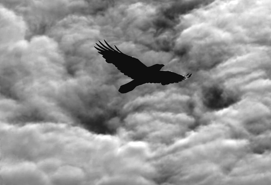 Storm Raven Photograph by Daniel Furon - Fine Art America