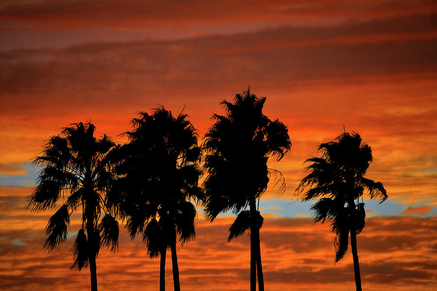 Storm sky and palms Photograph by David Lee Thompson