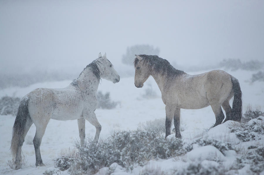 Storm Stallions Photograph by Kent Keller
