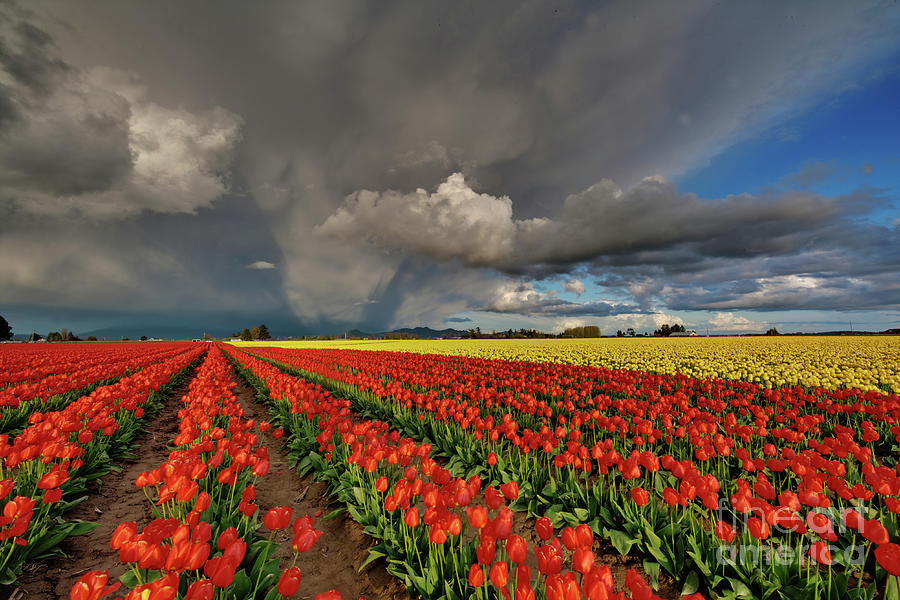 Storm Tulips Photograph by Mike Reid