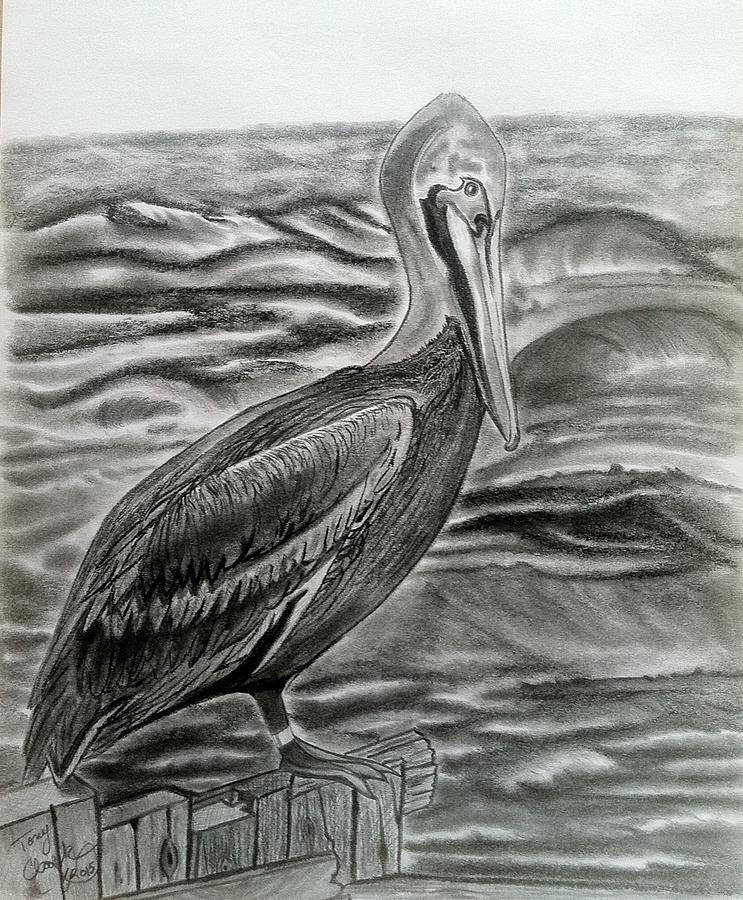 Pelican Drawing - Storm Watcher by Tony Clark