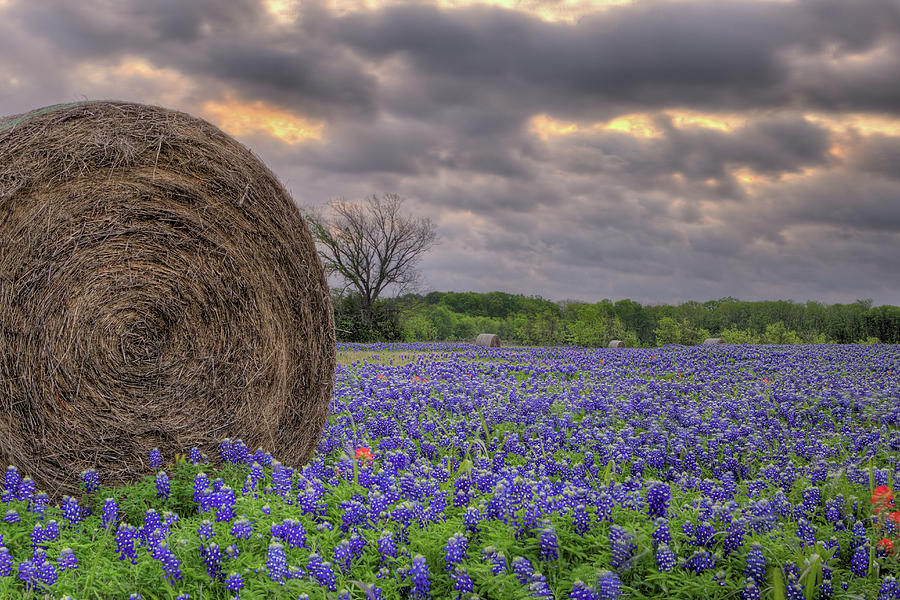 Storms and Bluebonnets Photograph by JC Findley