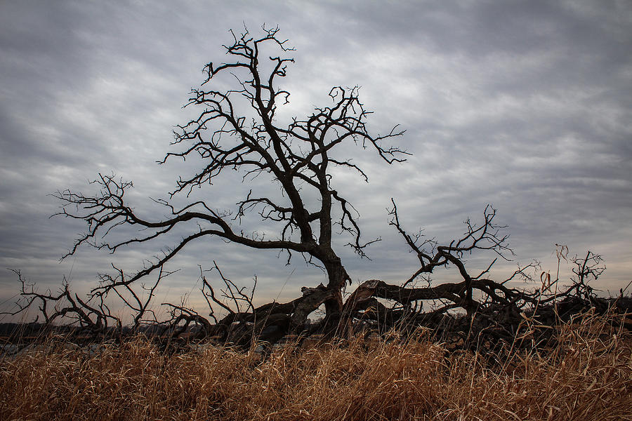 Storms Make Trees Take Deeper Roots  Photograph by Viviana  Nadowski