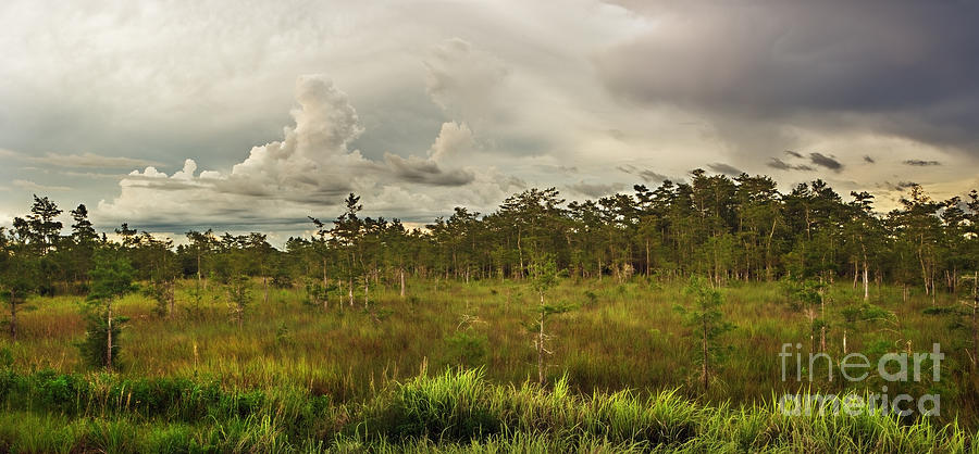 Everglades National Park Photograph - Storms over Cypress Dome by Matt Tilghman