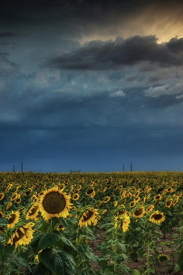 Storms Over The Sunflowers II Photograph by John De Bord