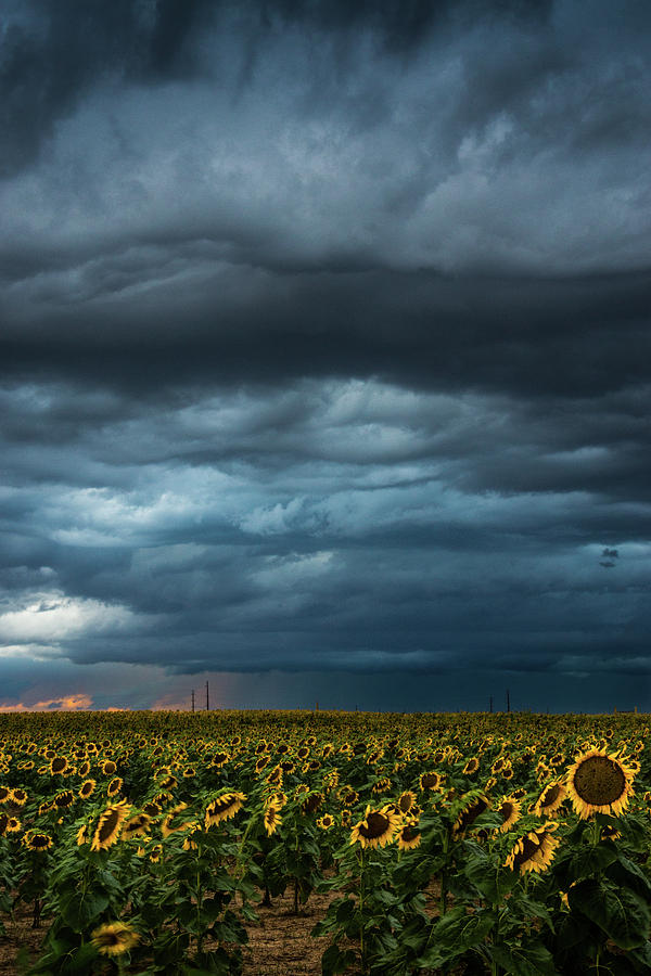 Storms Over The Sunflowers Photograph by John De Bord