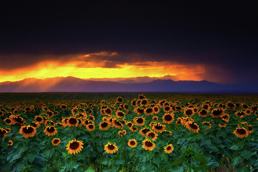 Storms, Sunflowers, and Sunsets Photograph by John De Bord