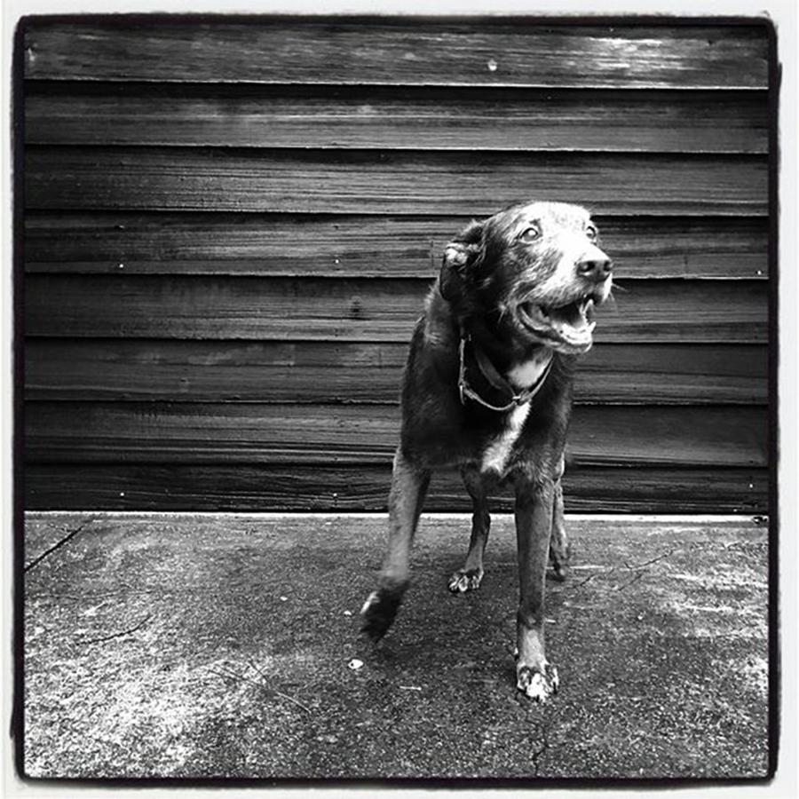 Blackandwhite Photograph - Storm...what Storm? #dogheaven by Alicia Boal