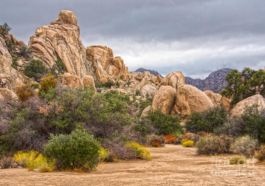 Stormy Day in Joshua Tree National Park Photograph by Lisa Manifold