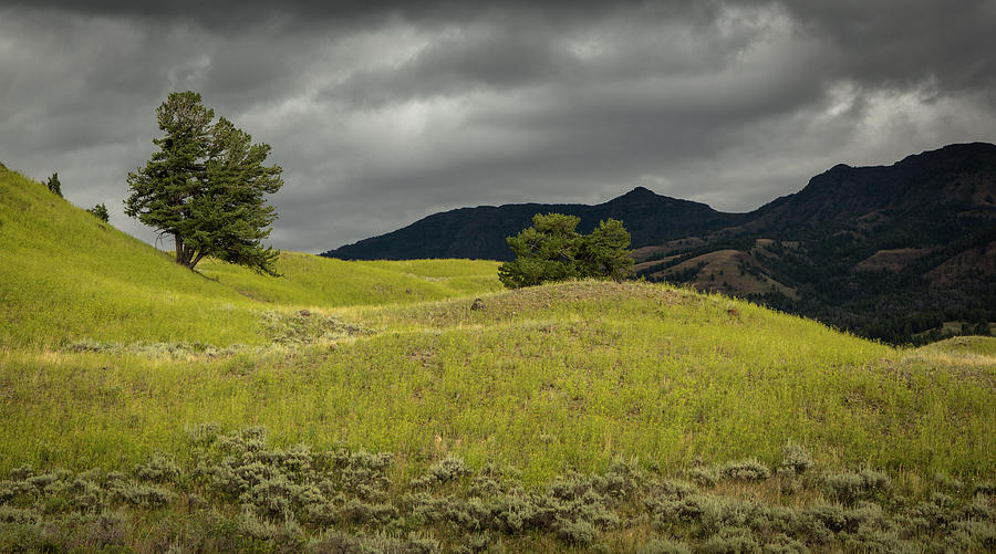 Yellowstone National Park Photograph - Stormy Fields of Yellow by Bryant Coffey