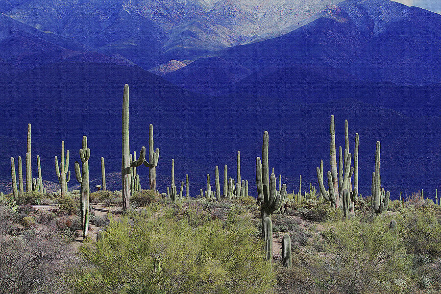 Stormy Four Peaks And Saguaros Digital Art by Tom Janca