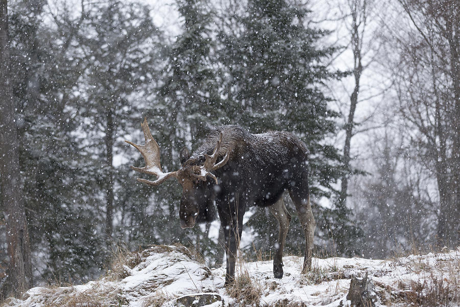 Stormy moose Photograph by Josef Pittner