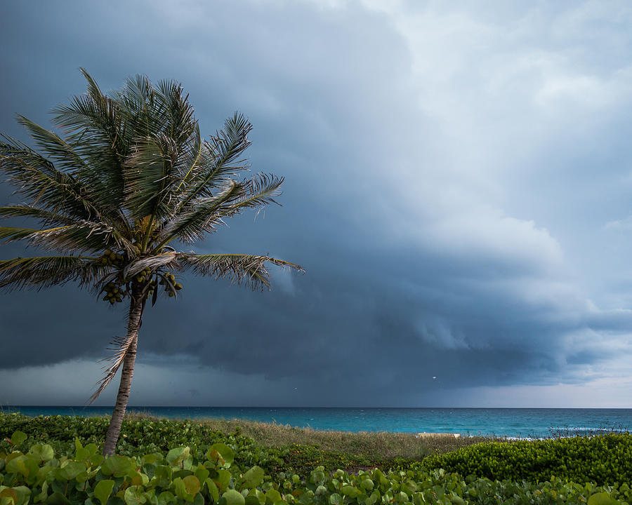 Stormy Palm Delray Beach Florida Photograph by Lawrence S Richardson Jr