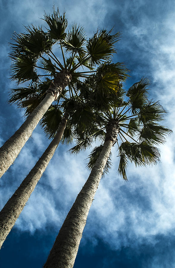 Stormy Palms 1 Photograph by David Smith