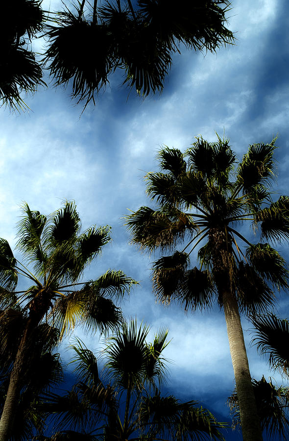 Stormy Palms 2 Photograph by David Smith