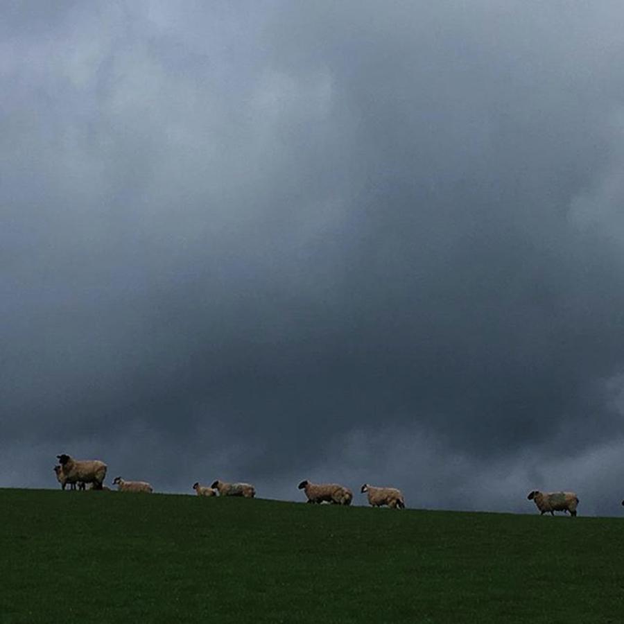 Sheep Photograph - Stormy Skies #skyporn #sky #skies by Emma Gillett