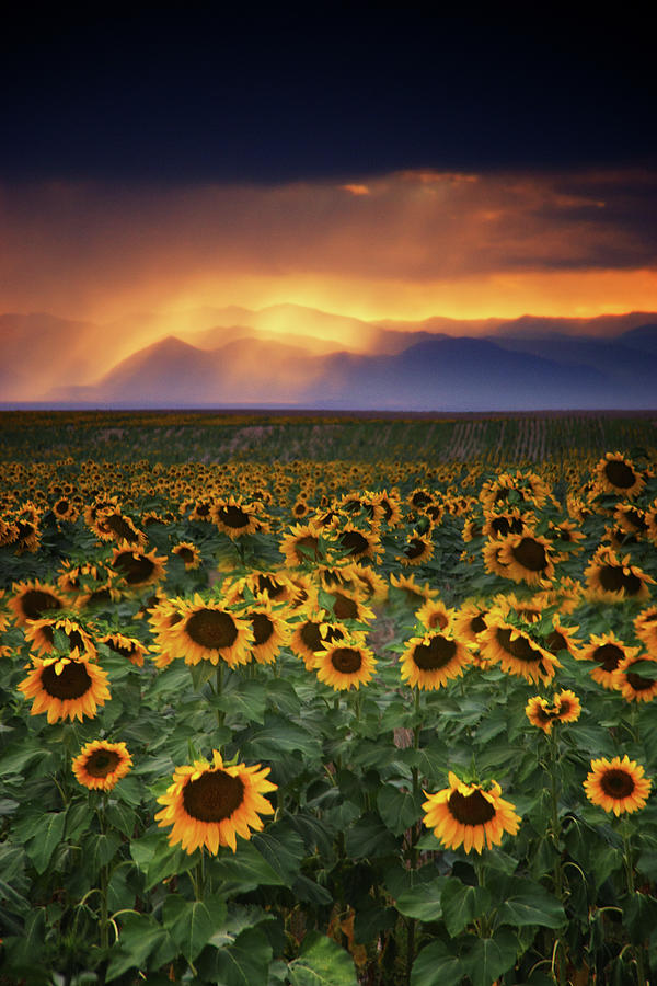 Stormy Sunflowers Photograph by John De Bord
