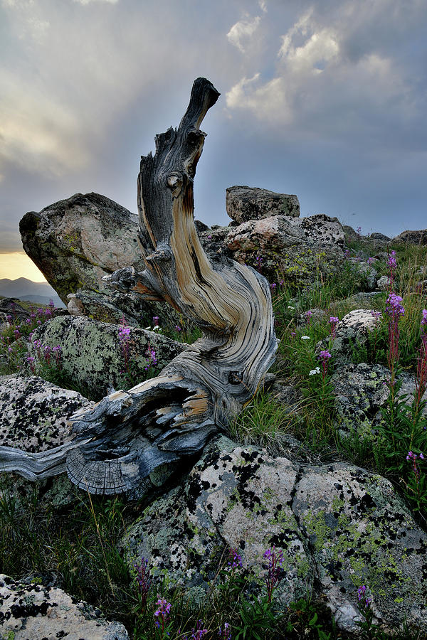 Stormy Sunset on Mt. Goliath Bristlecone Pines Photograph by Ray Mathis
