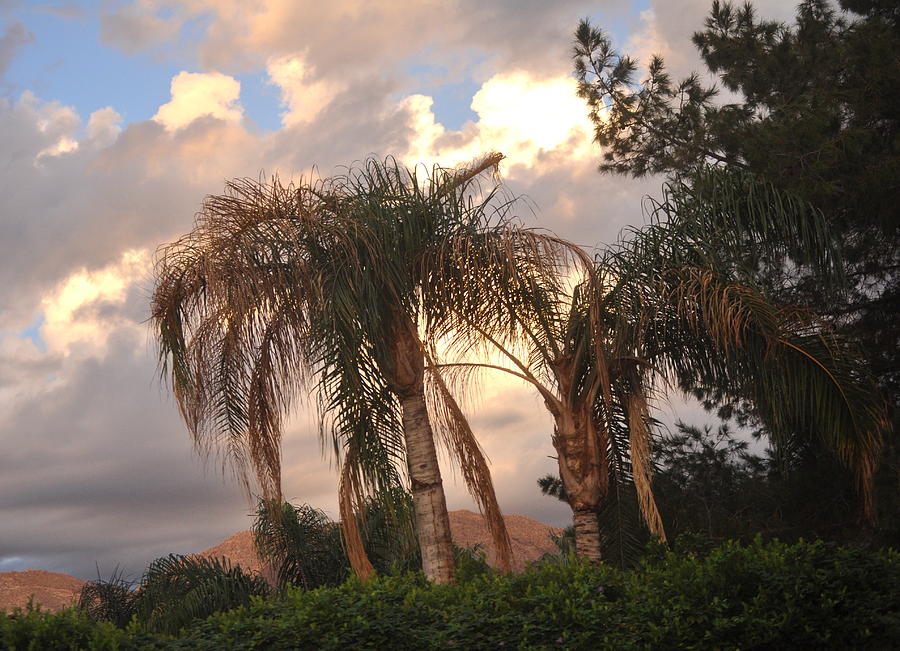 Stormy Sunset Through The Palms Photograph by Jay Milo