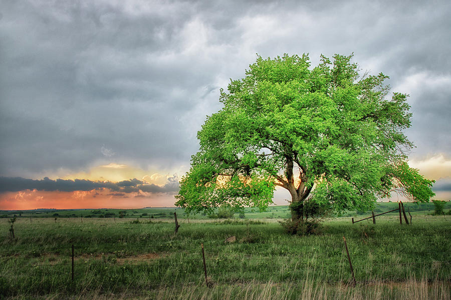 Stormy Tree Photograph by Jolynn Reed