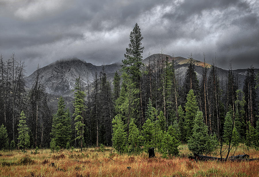 Stormy Wilderness Photograph by Jim Painter
