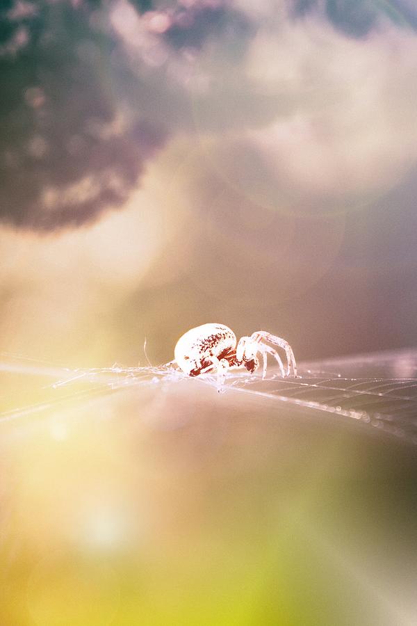 Story Of A Spider Photograph by Jaroslav Buna
