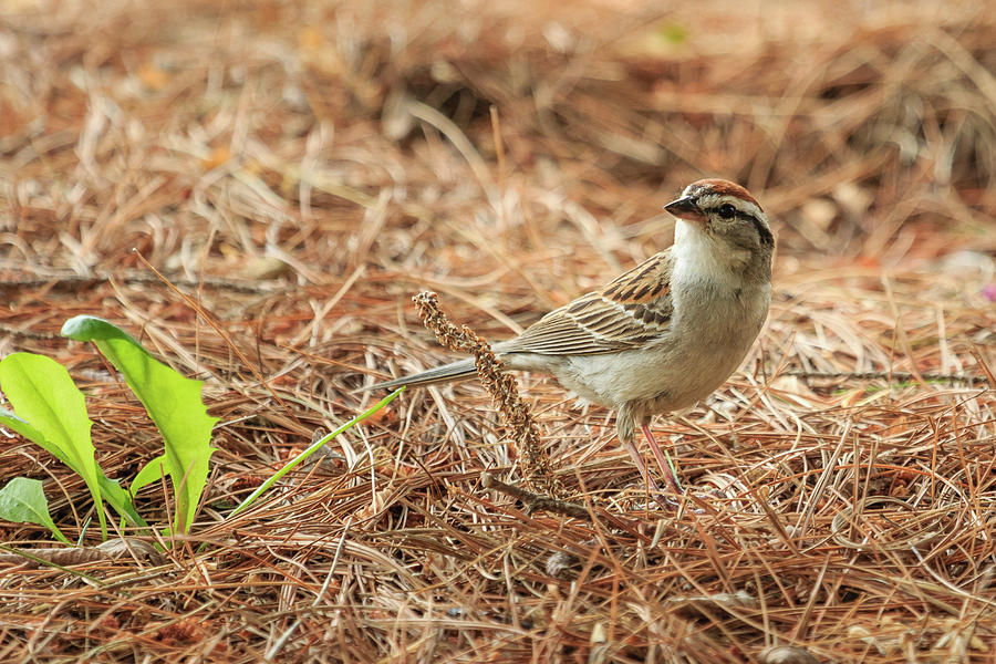 Story of the Baby Chipping Sparrow 2 of 10 Photograph by Joni Eskridge