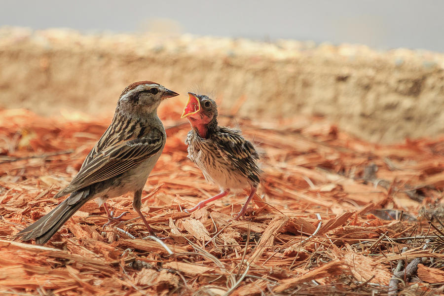 Story of the Baby Chipping Sparrow 8 of 10 Photograph by Joni Eskridge